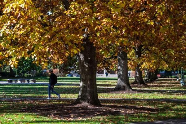 A student walking around outdoors on a college campus during a fall day.